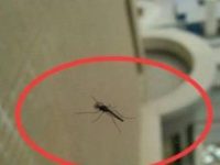 蚊子最高可以飛到幾層樓？生物學家給出答案，你買對樓層了嗎？