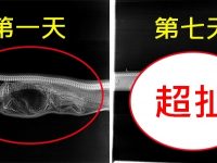 這隻蟒蛇「吞下鱷魚」…科學家決定連拍牠7天X光，才「第3天」就嚇壞眾人