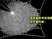 美國NASA對蜘蛛做了毒品測驗：吸毒後織的蜘蛛網一團糟，根本抓不到獵物！