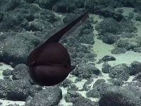 超獵奇深海生物 「膨脹成黑色氣球飄游」突然張嘴詭異變扁身...網驚呆：是異形吧