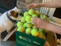 萌寵鬥牛犬收到一大箱網球玩具，但卻只認定一顆!!