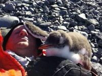 躺在南極的地板上，企鵝寶寶竟跑來摸額頭，知道真相後好暖心