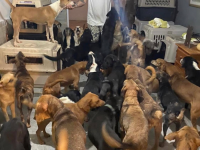 墨西哥有名男子江３００隻狗狗領養回家，只因為有超級颶風來臨！真是太有愛了