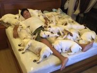 泰國男子同一時間養20隻狗狗，24小時黏緊緊！睡覺的時候連輩子都省了