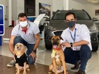 巴西一間汽車經銷商遇到一隻流浪犬，決定讓牠來銷售車子，想不到成了當月業績王