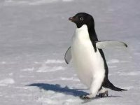 企鵝的社會裡也是有流氓的品種存在，偷搶拐騙樣樣做！