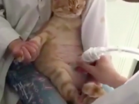 貓咪也有產檢超音波！！！這隻貓媽咪的超音波初體驗萌翻大家