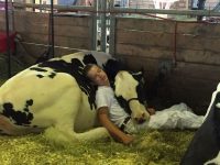 和心愛的乳牛一起參加比賽卻沒得名，累到在牛棚睡著的照片卻得到眾人的心