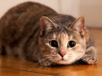 毛孩看得到鬼!?你家的貓常常盯著一個角落看就把你嚇屎，讓專家告訴你別緊張!
