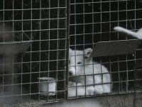 從皮毛工廠被救出的北極狐，初次看到雪的表情讓人融化了