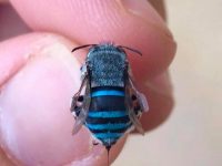 澳洲才有的藍蜜蜂!!!!好美好特別，但牠居然不會產蜂蜜