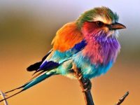 全世界最美的小鳥「紫胸佛法僧」，人稱看見他婚姻會永遠幸福