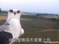 為了研究生態將相機架在野外，卻來一隻老鷹瘋狂自拍，網：當拍貼機嘛！？