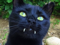 天生就是吸血鬼貓咪，這毛色配上兩顆長牙，其實他很可愛的