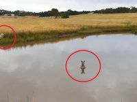 在澳洲傳言「千萬別靠近水裡的袋鼠」專家透露真相：別被平靜的景象騙了！