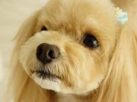 為何狗狗喜歡舔人?原來牠這個動作是想告訴你這些事! 為何狗狗喜歡舔人?原來牠這個動作是想告訴你這些事!