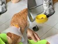 橘貓生病了主人給加餐，另一隻貓咪看了之後決定悲傷絕食抗議！喵：我主人一定不愛我了QQ