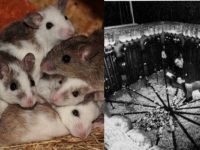 一位科學家讓讓「4對老鼠」吃好睡好，沒想到600天後，竟變恐怖地獄！
