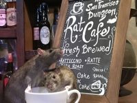 老鼠咖啡店快閃開張，小老鼠陪你喝咖啡看對眼快收編，在地窖喝咖啡重新認識黑死病時期好有感覺呀！