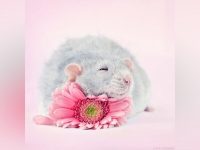 法國攝影師想要幫大家打破對老鼠的刻板印象便幫牠們拍了許多唯美照，其實老鼠很親人很愛乾淨的呀！
