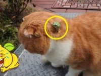 橘貓逛公園看到小青蛙，一轉眼卻找不到牠了，網友仔細一看直呼：「這貓的智商真是令人擔憂呀！」