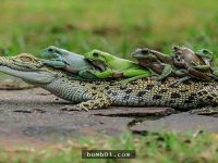原來鱷魚在自然界中其實是工具人？5隻小青蛙搭乘「鱷魚公車」已經讓網友都被萌翻了！