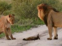 兇猛的雄獅發現狐狸寶寶想要飽餐一頓時，母獅子卻突然衝上來，結果讓人的心都暖了！