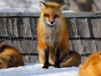 他在冬天時發現這隻激萌狐狸出現家門口，接下來每一年的冬天發生的事情，讓他簡直不敢相信！