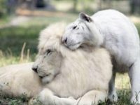 世上極為罕見的夢幻白獅與白虎愛上對方，生下來的寶寶竟....太驚人了！
