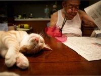 老爺爺生病後性情大變，脾氣乖戾，直到孫女把小橘貓帶進了他的生命，家裡終於又有笑聲了
