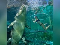 超可怕，澳洲旅遊勝地竟然推出「死亡之籠」活動，與巨鱷就只隔著一層玻璃！