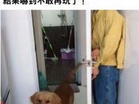 不要隨便和寵物玩躲貓貓....真的會被嚇到