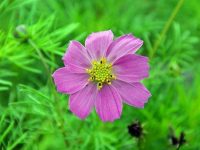 真誠的人才能敲開別人內心的牆