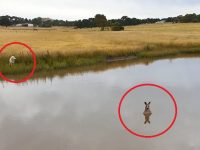 澳洲傳言「別靠近水裡的袋鼠」專家揭真相：別上當！