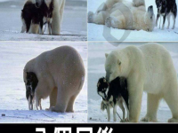 狼狗與北極熊在一起，8個月後生下的小寶寶長這樣
