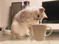 為什麼貓咪喜歡喝主人水杯的水？原來真的是有原因的！