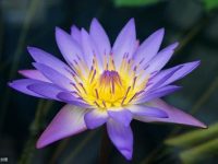 （四大生肖）4月份旺到不行，幫他們看一下