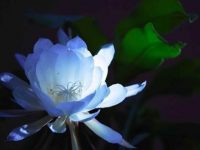 中秋將至「屬鼠 屬牛 屬龍 屬羊 屬雞」一定要看！