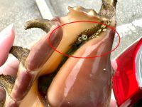 女生趕海抓到海螺，本想帶回家美餐一頓，卻意外和它「對視」，網驚：趁早放生！