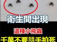 廁所出現這種小飛蟲，千萬不要隨手拍死，後果很嚴重，別不當回事