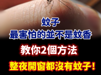 蚊子最害怕的並不是蚊香,教你2個方法,整夜開窗都沒有蚊子! 蚊子最害怕的並不是蚊香,教你2個方法,整夜開窗都沒有蚊子!