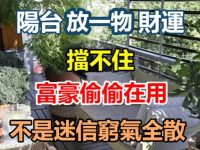 陽台「放一物」財運擋不住！不是迷信，富豪偷偷在用，窮氣全散