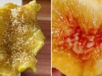室友遞來陌生水果，吃到一半發現全是「密密麻麻小蟲」怒而找她算帳，聽完「她的解釋」我羞愧難當
