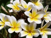 2號起順順利利的五生肖