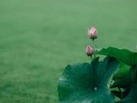 不得了了！今晚「屬牛 屬龍 屬猴 屬虎」一定要看！