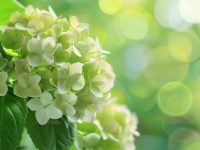 明天農歷十五「屬雞 屬虎 屬蛇 屬豬 屬馬」一定要看! 明天農歷十五「屬雞 屬虎 屬蛇 屬豬 屬馬」一定要看!