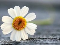 專家示警:閏六月「屬雞 屬狗 屬龍 屬虎 屬蛇」一定要注意! 專家示警:閏六月「屬雞 屬狗 屬龍 屬虎 屬蛇」一定要注意!