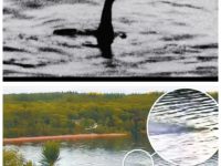 尼斯湖水怪現蹤？專家驚爆：湖裡可能藏不只一隻！