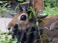 看見野外兔子頭頂長滿「黑色觸手」，專家警告：快跑！千萬別碰