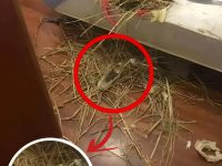 床墊被狗拆爛，竟掉出「1詭異東西」　老公嚇到衝回家…網喊：快報警+體檢